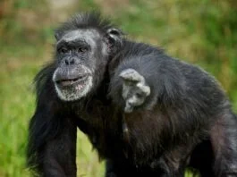 Betty at Dublin Zoo